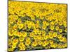 Sunflowers, Colorado, USA-Terry Eggers-Mounted Photographic Print