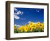 Sunflowers, Colorado, USA-Terry Eggers-Framed Premium Photographic Print