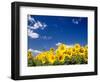 Sunflowers, Colorado, USA-Terry Eggers-Framed Premium Photographic Print