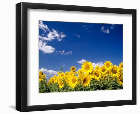 Sunflowers, Colorado, USA-Terry Eggers-Framed Photographic Print