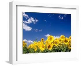 Sunflowers, Colorado, USA-Terry Eggers-Framed Photographic Print