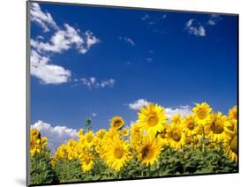 Sunflowers, Colorado, USA-Terry Eggers-Mounted Photographic Print