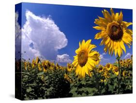 Sunflowers, Colorado, USA-Terry Eggers-Stretched Canvas