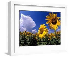 Sunflowers, Colorado, USA-Terry Eggers-Framed Photographic Print