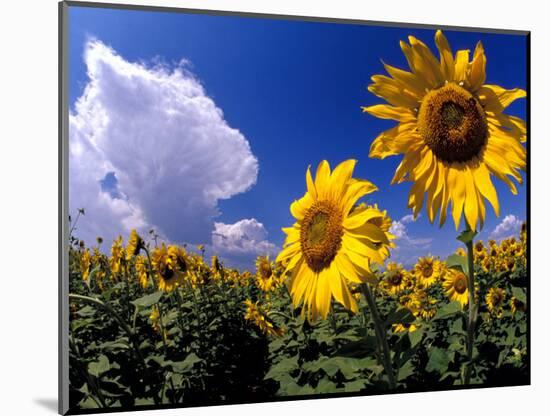 Sunflowers, Colorado, USA-Terry Eggers-Mounted Photographic Print