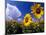 Sunflowers, Colorado, USA-Terry Eggers-Mounted Photographic Print