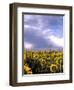 Sunflowers, Colorado, USA-Terry Eggers-Framed Photographic Print