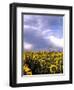 Sunflowers, Colorado, USA-Terry Eggers-Framed Photographic Print