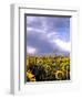 Sunflowers, Colorado, USA-Terry Eggers-Framed Photographic Print