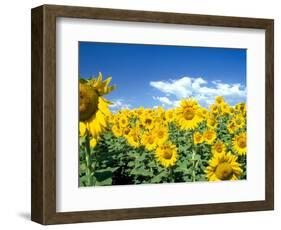 Sunflowers, Colorado, USA-Terry Eggers-Framed Photographic Print