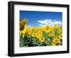 Sunflowers, Colorado, USA-Terry Eggers-Framed Photographic Print