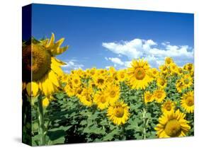 Sunflowers, Colorado, USA-Terry Eggers-Stretched Canvas