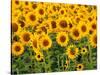 Sunflowers, Colorado, USA-Terry Eggers-Stretched Canvas