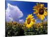 Sunflowers, Colorado, USA-Terry Eggers-Stretched Canvas