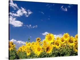 Sunflowers, Colorado, USA-Terry Eggers-Stretched Canvas