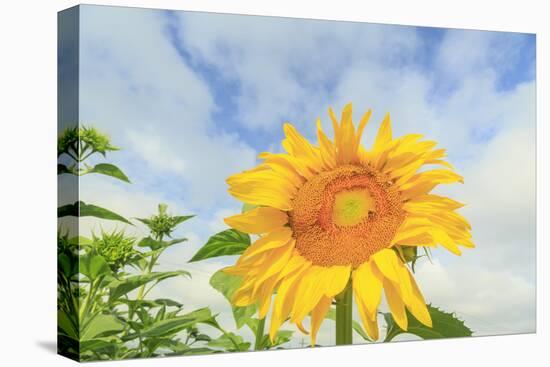 Sunflowers, Community Garden, Moses Lake, Wa, USA-Stuart Westmorland-Stretched Canvas