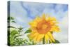 Sunflowers, Community Garden, Moses Lake, Wa, USA-Stuart Westmorland-Stretched Canvas