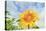 Sunflowers, Community Garden, Moses Lake, Wa, USA-Stuart Westmorland-Stretched Canvas