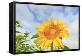 Sunflowers, Community Garden, Moses Lake, Wa, USA-Stuart Westmorland-Framed Stretched Canvas