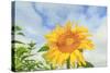 Sunflowers, Community Garden, Moses Lake, Wa, USA-Stuart Westmorland-Stretched Canvas