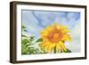 Sunflowers, Community Garden, Moses Lake, Wa, USA-Stuart Westmorland-Framed Photographic Print