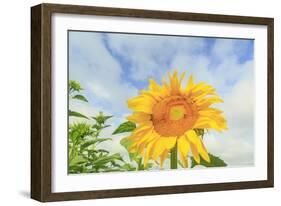 Sunflowers, Community Garden, Moses Lake, Wa, USA-Stuart Westmorland-Framed Photographic Print