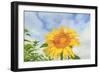 Sunflowers, Community Garden, Moses Lake, Wa, USA-Stuart Westmorland-Framed Photographic Print