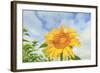 Sunflowers, Community Garden, Moses Lake, Wa, USA-Stuart Westmorland-Framed Photographic Print