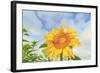 Sunflowers, Community Garden, Moses Lake, Wa, USA-Stuart Westmorland-Framed Photographic Print