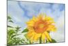 Sunflowers, Community Garden, Moses Lake, Wa, USA-Stuart Westmorland-Mounted Photographic Print
