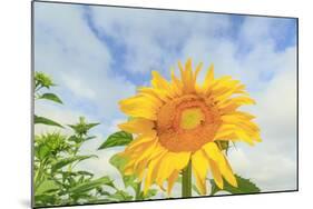 Sunflowers, Community Garden, Moses Lake, Wa, USA-Stuart Westmorland-Mounted Photographic Print
