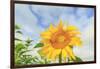 Sunflowers, Community Garden, Moses Lake, Wa, USA-Stuart Westmorland-Framed Photographic Print