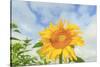 Sunflowers, Community Garden, Moses Lake, Wa, USA-Stuart Westmorland-Stretched Canvas