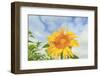 Sunflowers, Community Garden, Moses Lake, Wa, USA-Stuart Westmorland-Framed Photographic Print