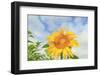 Sunflowers, Community Garden, Moses Lake, Wa, USA-Stuart Westmorland-Framed Photographic Print