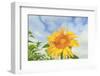 Sunflowers, Community Garden, Moses Lake, Wa, USA-Stuart Westmorland-Framed Photographic Print