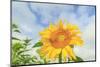 Sunflowers, Community Garden, Moses Lake, Wa, USA-Stuart Westmorland-Mounted Photographic Print