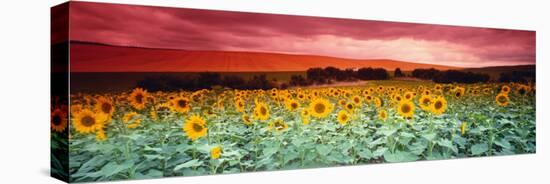 Sunflowers, Corbada, Spain-null-Stretched Canvas