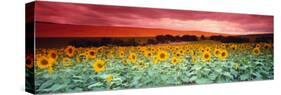 Sunflowers, Corbada, Spain-null-Stretched Canvas