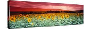 Sunflowers, Corbada, Spain-null-Stretched Canvas