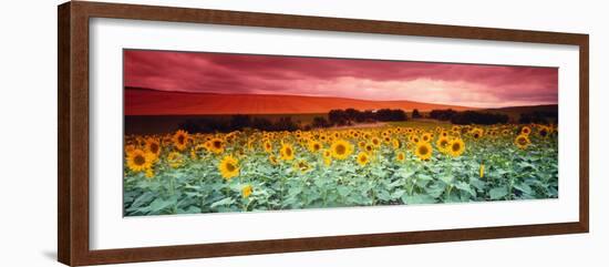 Sunflowers, Corbada, Spain-null-Framed Photographic Print