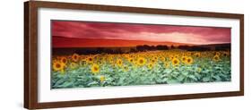 Sunflowers, Corbada, Spain-null-Framed Photographic Print