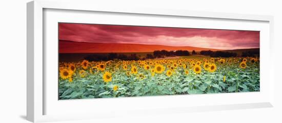 Sunflowers, Corbada, Spain-null-Framed Photographic Print