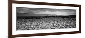 Sunflowers, Corbada, Spain-null-Framed Photographic Print