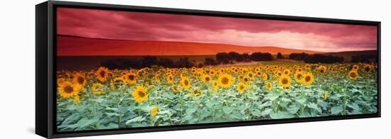 Sunflowers, Corbada, Spain-null-Framed Stretched Canvas