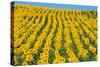 Sunflowers Cultivated-null-Stretched Canvas