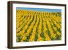 Sunflowers Cultivated-null-Framed Photographic Print