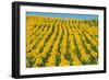 Sunflowers Cultivated-null-Framed Photographic Print