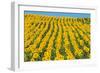 Sunflowers Cultivated-null-Framed Photographic Print