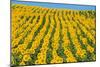 Sunflowers Cultivated-null-Mounted Photographic Print